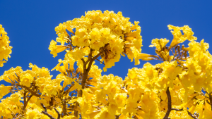 Flores amarelas em uma arvore de ipê